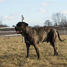 Cane corso Balder