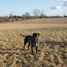 Cane corso Balder