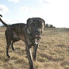 Cane corso Balder