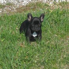 Fransk bulldog Lucky Seven's Chang