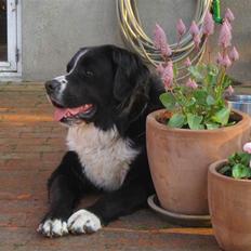 Blanding af racer Prins Nox