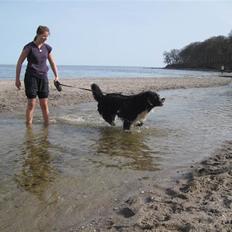 Blanding af racer Prins Nox