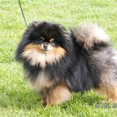 Pomeranian Soffies smoke