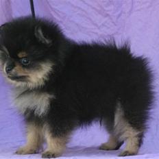 Pomeranian Soffies smoke
