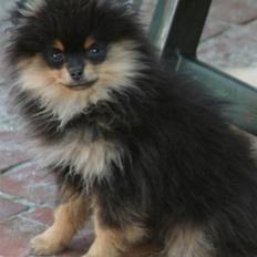 Pomeranian Soffies smoke