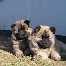 Eurasier Gin Gin