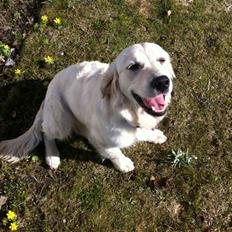 Golden retriever Summer