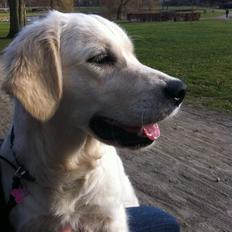 Golden retriever Summer