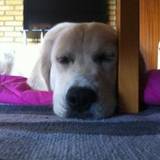 Golden retriever Summer