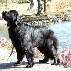 Newfoundlænder Alma (Cannon Bear's)