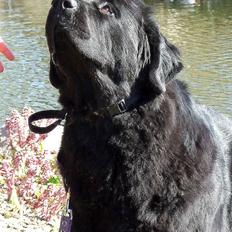 Newfoundlænder Alma (Cannon Bear's)