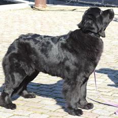Newfoundlænder Alma (Cannon Bear's)