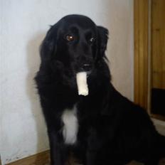 Blanding af racer Kiego