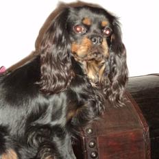 Cavalier king charles spaniel C'hico