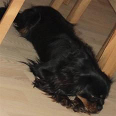 Cavalier king charles spaniel C'hico