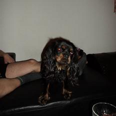 Cavalier king charles spaniel C'hico