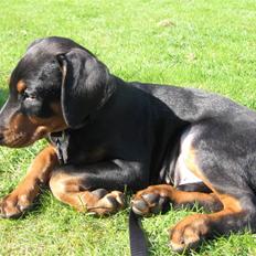 Dobermann Hannibal