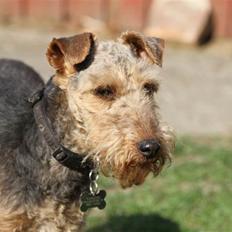 Welsh terrier Emma