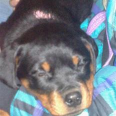 Rottweiler Von Hause Nomis Liva (RIP) 