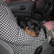 Rottweiler Von Hause Nomis Liva (RIP) 