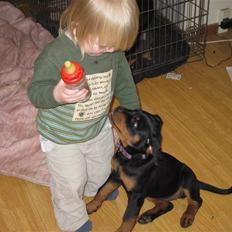 Rottweiler Von Hause Nomis Liva (RIP) 