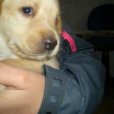 Blanding af racer Koda (Batman junior) <3