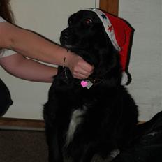 Blanding af racer Kiego