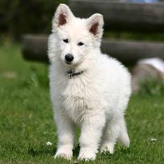 Hvid Schweizisk Hyrdehund Morris