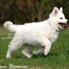 Hvid Schweizisk Hyrdehund Morris