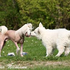 Hvid Schweizisk Hyrdehund Morris