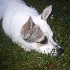 Blanding af racer Samson