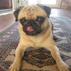 Mops Baloo The MOPPALOO