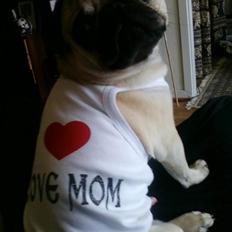 Mops Baloo The MOPPALOO