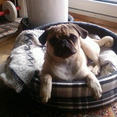 Mops Baloo The MOPPALOO