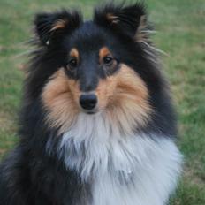 Shetland sheepdog Adonis the heartbeat