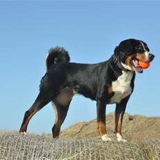 Appenzeller sennenhund Abora vom Höfli  "Abora"