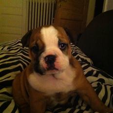 Engelsk bulldog Bella
