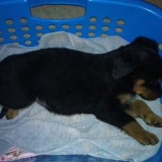 Rottweiler Taison