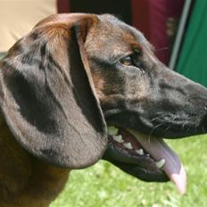 Bayersk bjergsschweisshund Soffies bomerang (bændt)