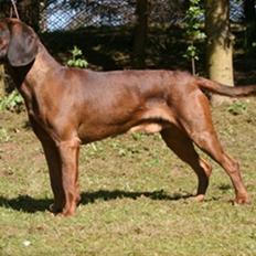 Bayersk bjergsschweisshund Soffies bomerang (bændt)