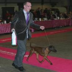 Bayersk bjergsschweisshund Soffies bomerang (bændt)