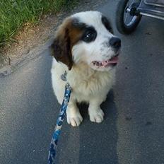 Sankt bernhardshund mini