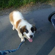 Sankt bernhardshund mini