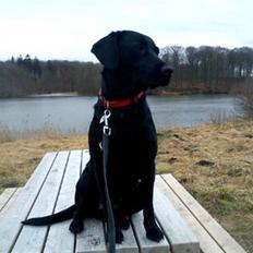Labrador retriever lolle *tidligere hund*