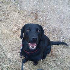 Labrador retriever lolle *tidligere hund*