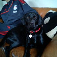 Labrador retriever lolle *tidligere hund*