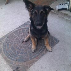 Blanding af racer Emil