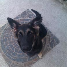 Blanding af racer Emil