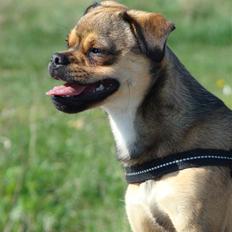 Blanding af racer Budtha