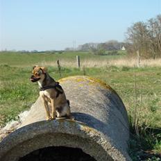 Blanding af racer Budtha